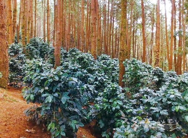 소나무 숲 아래서 재배되고 있는 도이퉁 리체마을의 아라비카 커피.