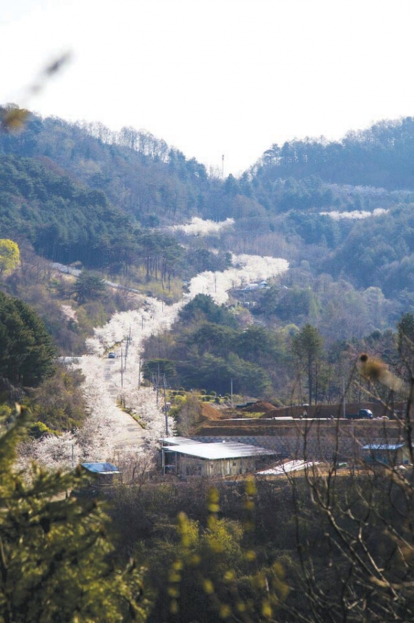 사진은 지난해 축제기간 중 찍은 부귀리 벚꽃 길 광경.      사진=서선일