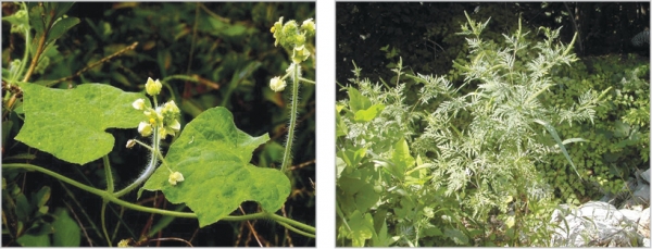가시박(왼쪽 사진). 열매에 가시가 있어서 가시박으로 불린다. 돼지풀(오른쪽 사진). 많은 양의 꽃가루가 나와 알레르기성 비염과 각종 호흡기질환을 유발한다.      사진=국립중앙과학관