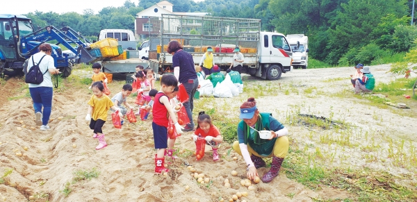 감자 캐기 행사에 참여한 근화동 ‘가람 어린이집’ 아이들이 감자를 주워 담고 있다.