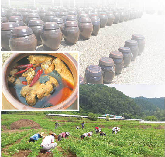 마을주민들은 2014년 구만리콩마을 영농조합을 만들어 공동경작으로 콩농사를 시작했다. 사진 제공= 반경순