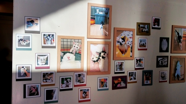 “사랑스런 고양이들 보러 오세요!” 복합문화 공간 파피루스에 전시된 고양이 사진들.