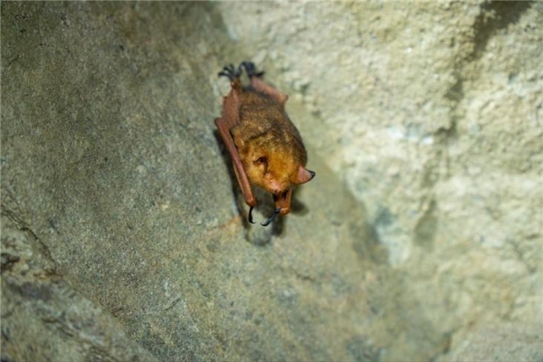 화천의 한 폐광 조사에서 발견된 멸종위기생물 1급 붉은박쥐.                  사진 제공=오이코