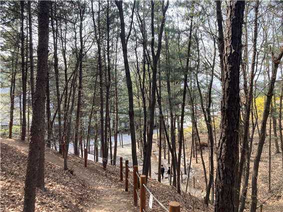 봄에 걷기 좋은 시립도서관 뒷산 산책로, 유아숲체험장도 있다.