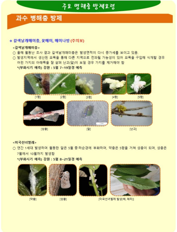 꽃매미 등 돌발해충, 이렇게 막아야