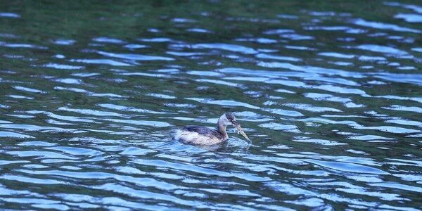 학곡천의 논병아리. 자기 부리보다 큰 물고기를 잡은 모습.