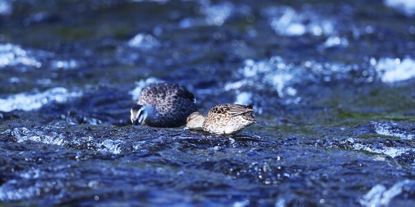 석사교 돌다리 아래서 먹이활동을 하는 쇠오리 암컷과 흰뺨검둥오리.