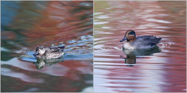 단풍 그림자가 붉게 번지는 하천을 떠다니는 쇠오리 암컷(왼쪽)과 수컷(오른쪽). 석사교 돌다리 아래.