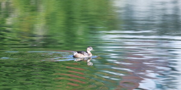 논병아리가 지나간 자리에 붉은 기운이 번진다. 석사교 돌다리 아래.
