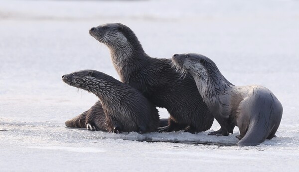 올해 초 홍천강 얼음 위로 올라온 수달 가족.