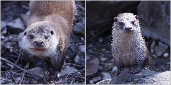 화천 한국수달연구센터에서 본 수달. 다리가 짧고 발에 갈퀴가 나서 수영하기 좋은 몸으로 진화했다.