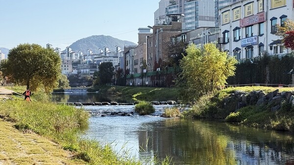 지난주 수달 두 마리가 나타난 자리. 공지천 좌안 석사교와 퇴계교 사이 버드나무 옆.