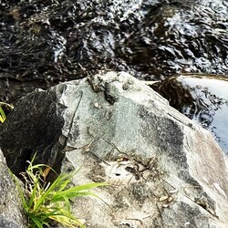 수달 배설물이 남은 바위.