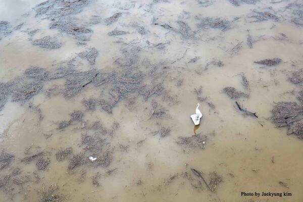 장마 때마다 의암호로 유입되는 흙탕물과 부유물에 먹이를 구하지 못한 백로 한 마리가 스티로품을 타고 떠내려가고 있다.