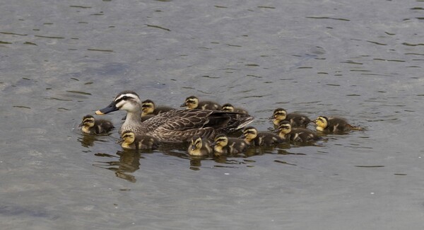 흰뺨검둥오리는 4월에서 7월 사이에 7~12개의 알을 낳아, 26일 정도 품는다.