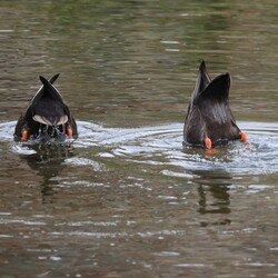 흰뺨검둥오리는 수면성 오리로 분류된다. 몸의 상체만 잠수하여 물속 곤충의 유충을 잡아먹는다.