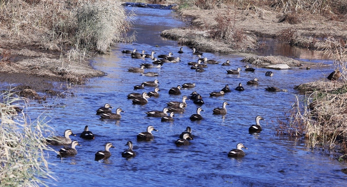 신촌천의 늦가을 풍경. 풀들이 말라가면 흰뺨검둥오리들이 무리지어 먹이를 찾는다.